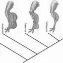 Plumage des premiers oiseaux - crédits : Science, 2013