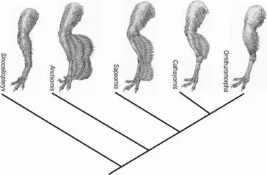 Plumage des premiers oiseaux - crédits : Science, 2013