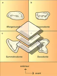 Mammifères primitifs : molaires - crédits : Encyclopædia Universalis France