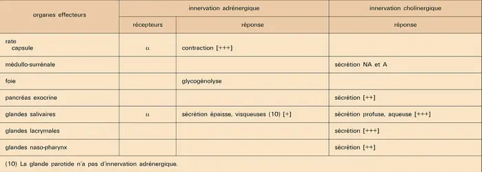 Réponses des organes effecteurs à des messages végétatifs - crédits : Encyclopædia Universalis France