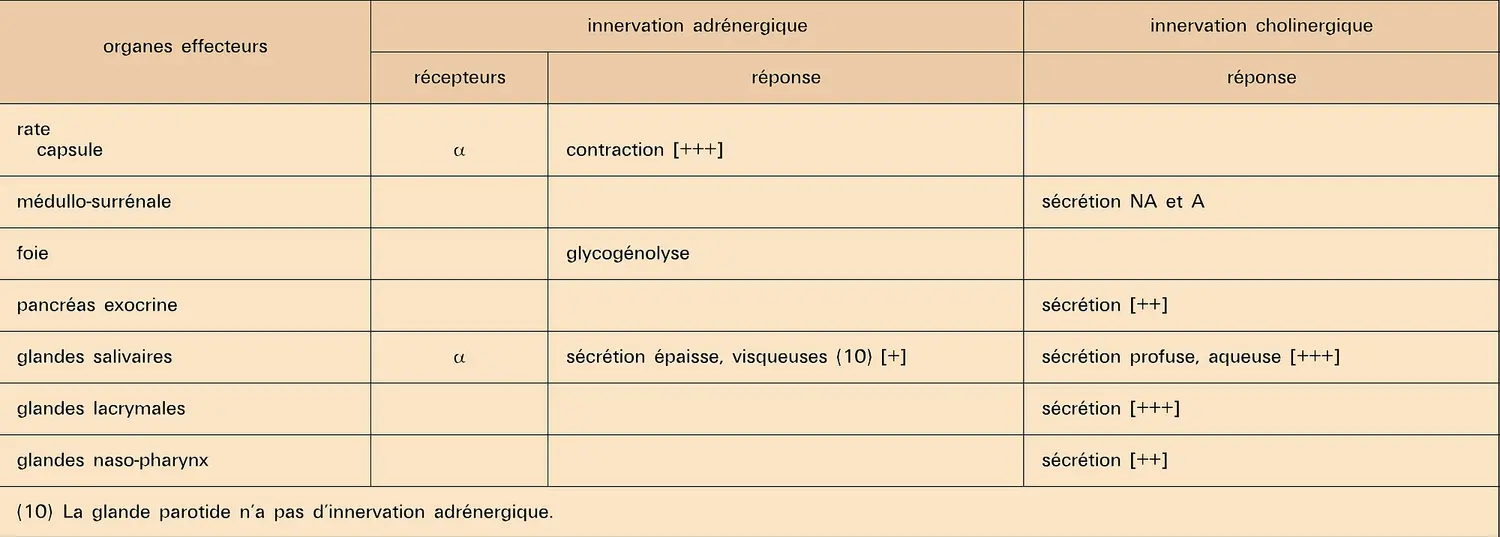 Réponses des organes effecteurs à des messages végétatifs