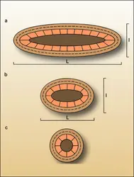 Plis cylindrique, conique et quelconque - crédits : Encyclopædia Universalis France