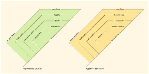 Amniotes : relations phylétiques des différents groupes - crédits : Encyclopædia Universalis France