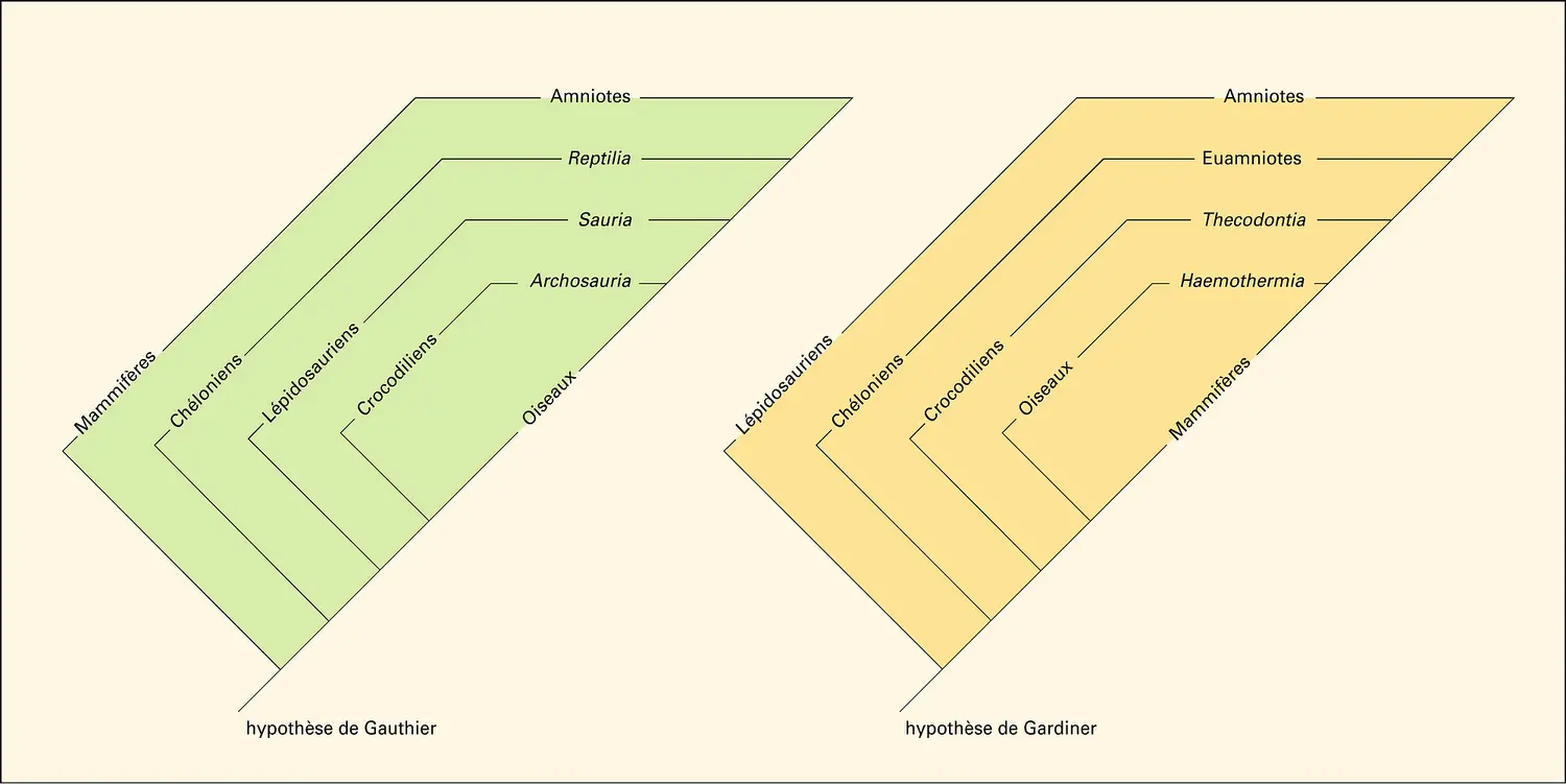 Amniotes : relations phylétiques des différents groupes