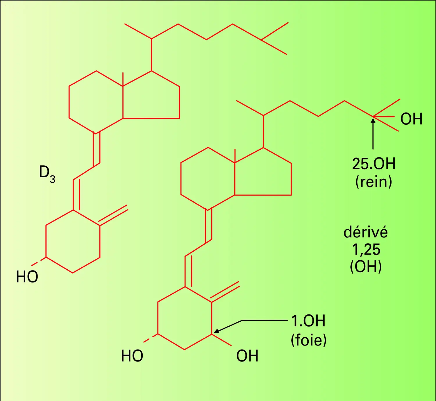 Vitamines D