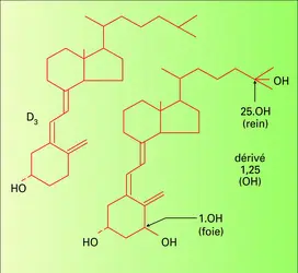 Vitamines D - crédits : Encyclopædia Universalis France