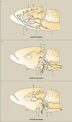 Sommeil-rêve-éveil : endormissement et sommeil lent (d'après Valatx, 1995). - crédits : Encyclopædia Universalis France