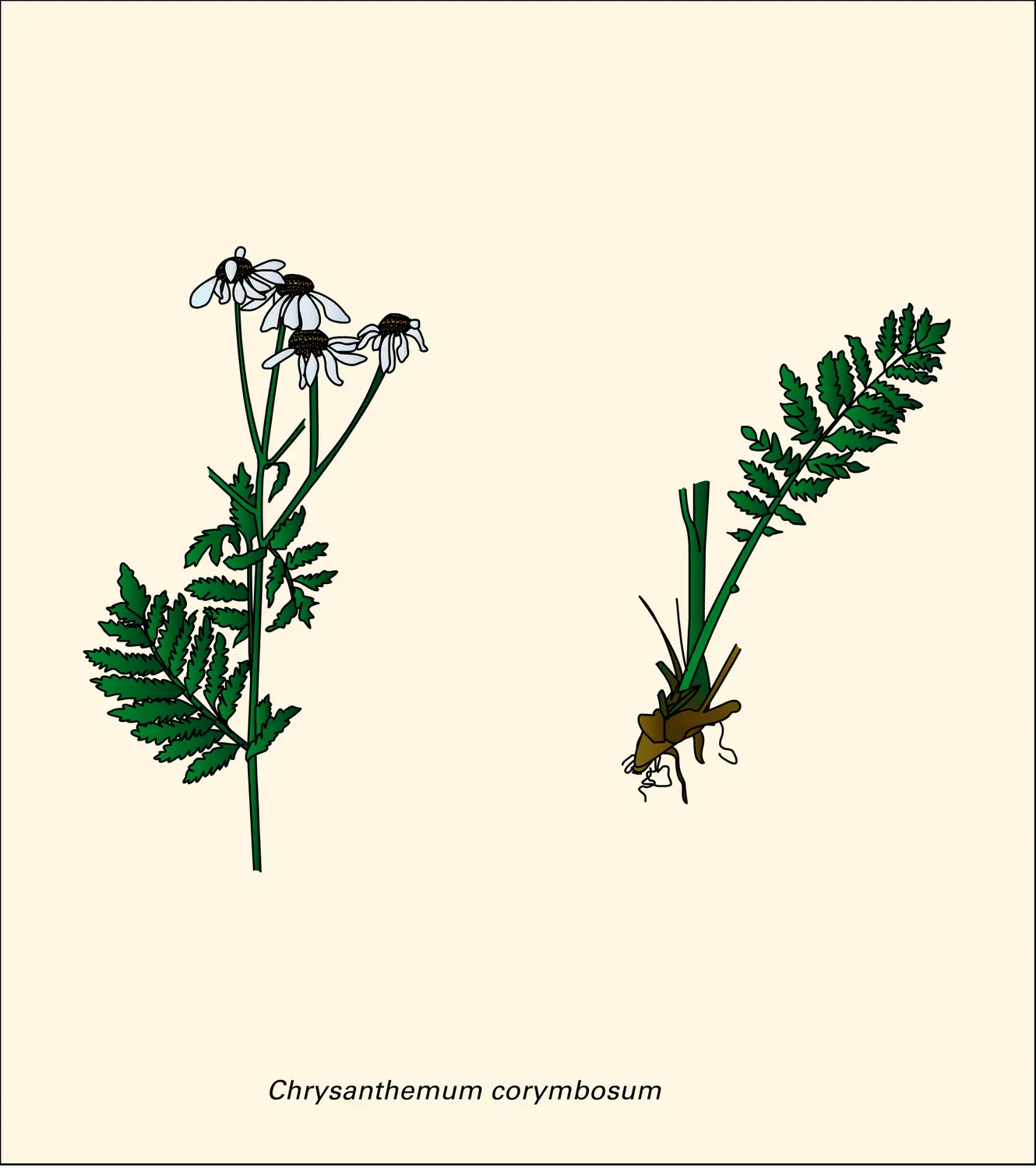 Composées : passage du capitule à l'incapitulescence, avec pauciflorie croissante des capitules primaires - vue 2