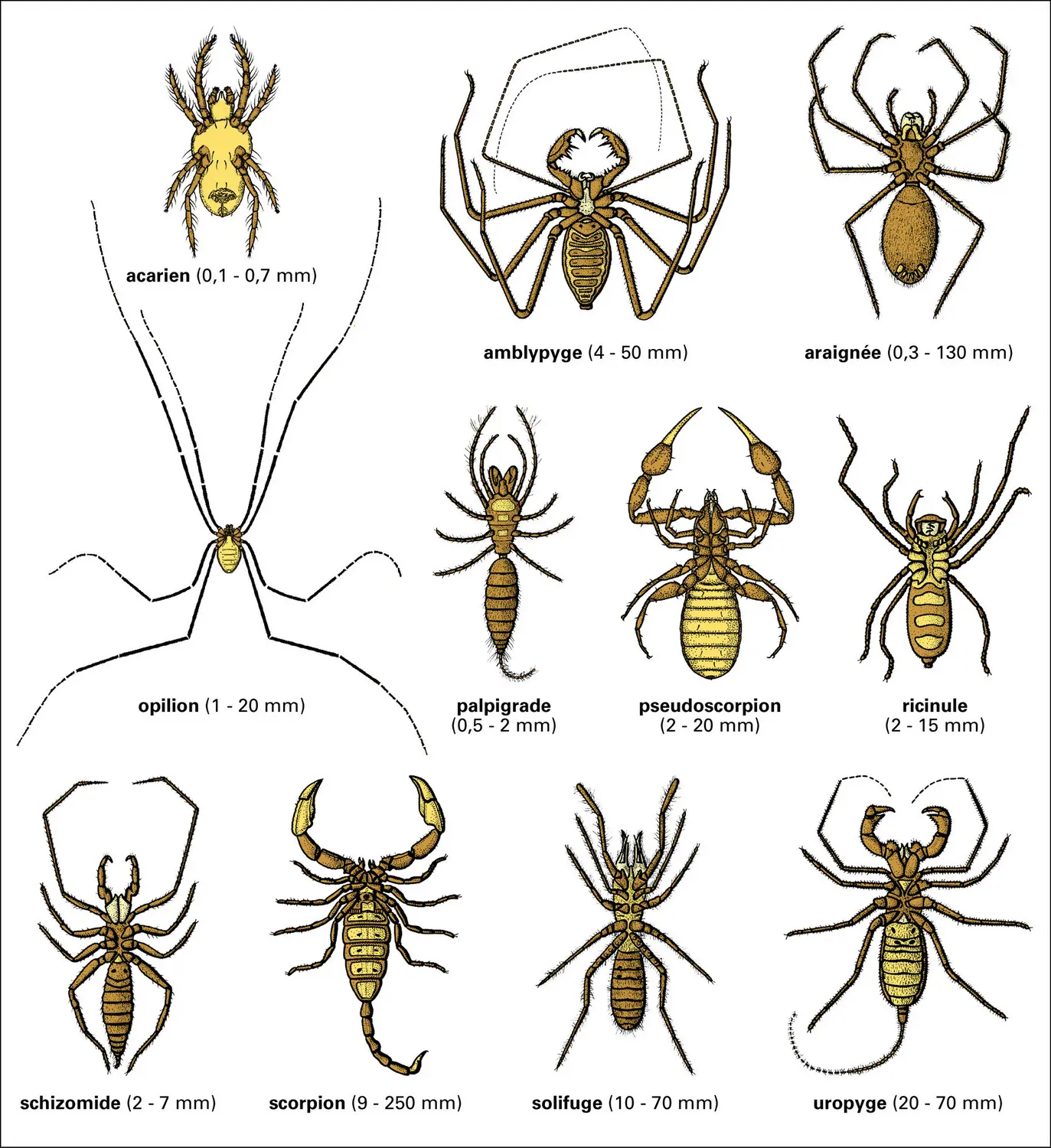 Planche visualisant les différents groupes (ordres) d’Arachnides