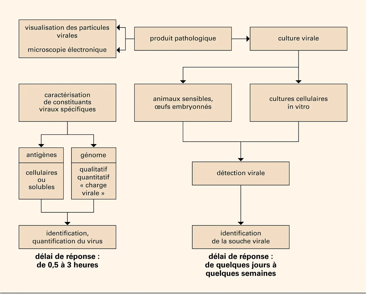 Diagnostic virologique direct