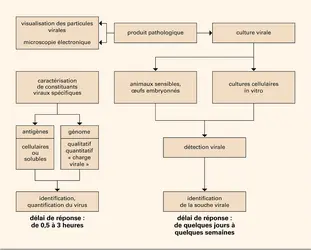 Diagnostic virologique direct - crédits : Encyclopædia Universalis France