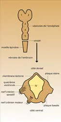 Myélencéphale - crédits : Encyclopædia Universalis France