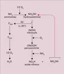 Oxydation de l'ammoniac par Nitrosomonas europaea - crédits : Encyclopædia Universalis France
