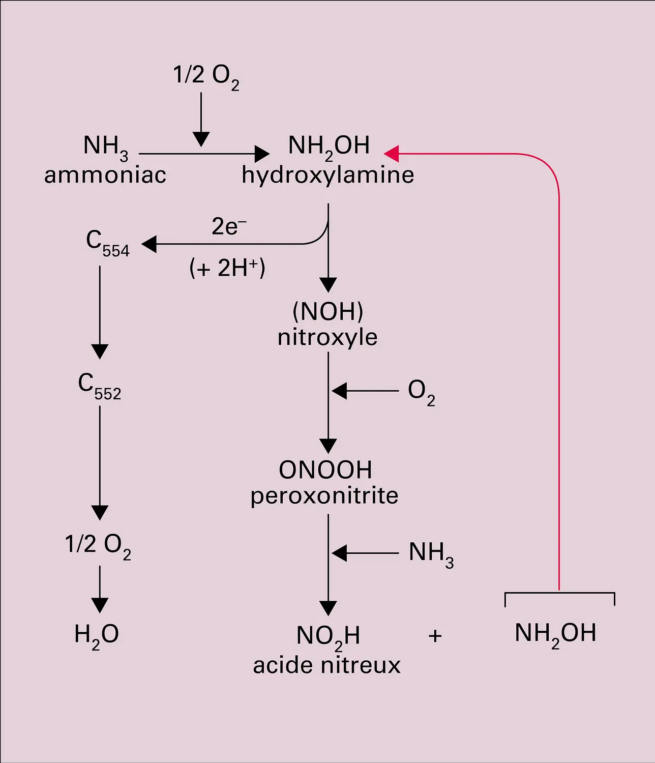 Oxydation de l'ammoniac par Nitrosomonas europaea