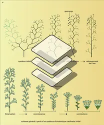 Phylogenèse de la fleur - crédits : Encyclopædia Universalis France