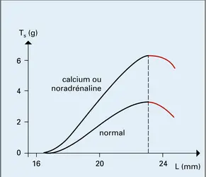 Relation tension systolique-longueur - crédits : Encyclopædia Universalis France