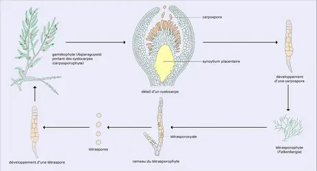 Asparagopsis armata : cycle - crédits : Encyclopædia Universalis France