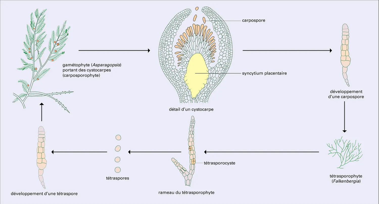 Asparagopsis armata : cycle