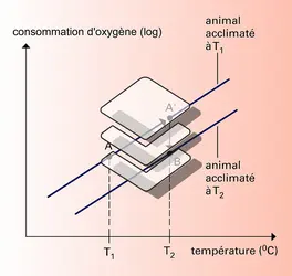 Température corporelle et variation du métabolisme - crédits : Encyclopædia Universalis France