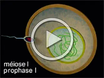 Ploïdie et méiose - crédits : Planeta Actimedia S.A.© Encyclopædia Universalis France pour la version française.