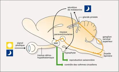 Rythmes physiologiques circadiens chez les mammifères - crédits : Encyclopædia Universalis France