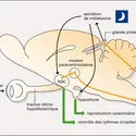 Rythmes physiologiques circadiens chez les mammifères - crédits : Encyclopædia Universalis France