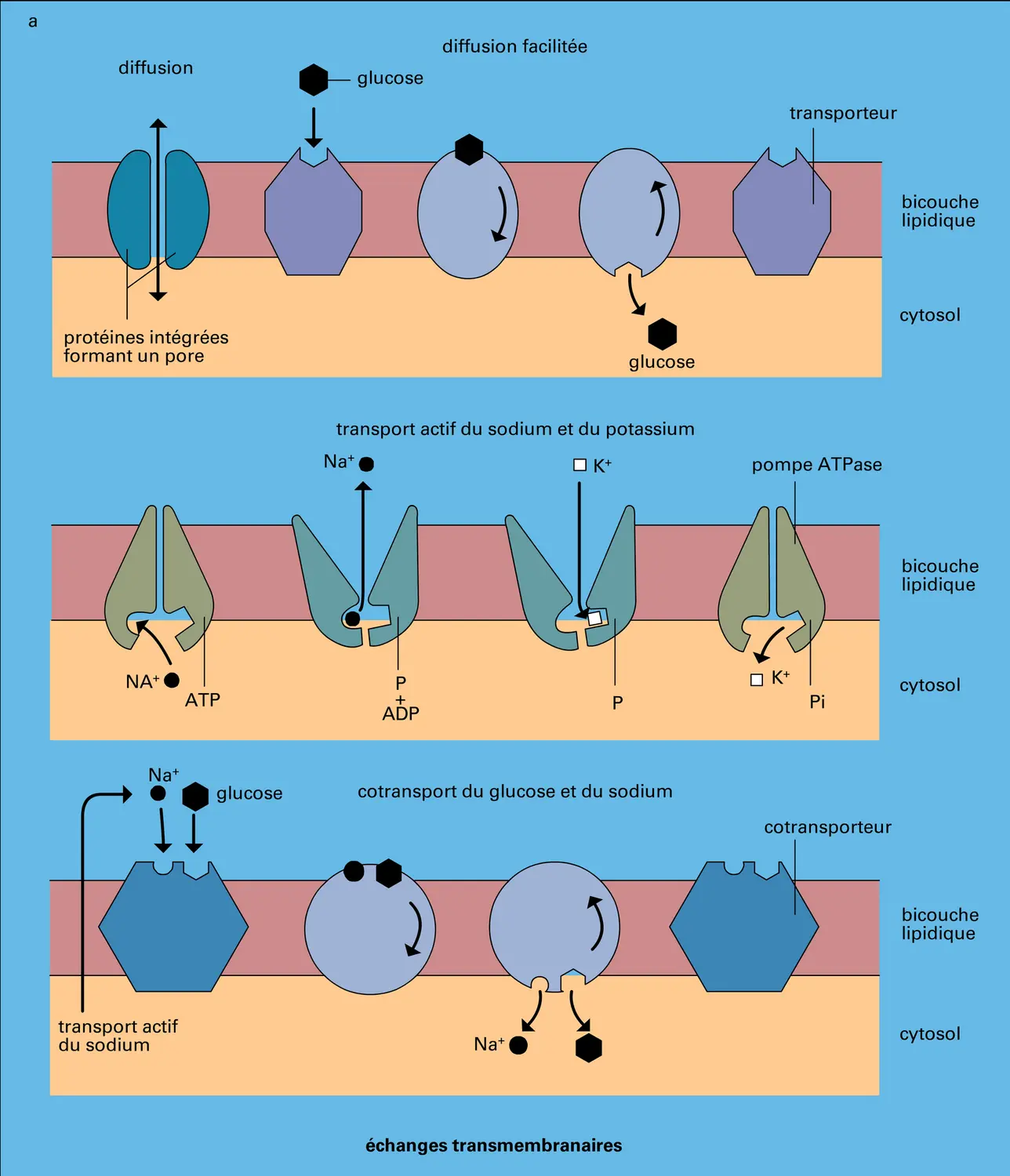 Échanges avec le milieu extracellulaire - vue 1