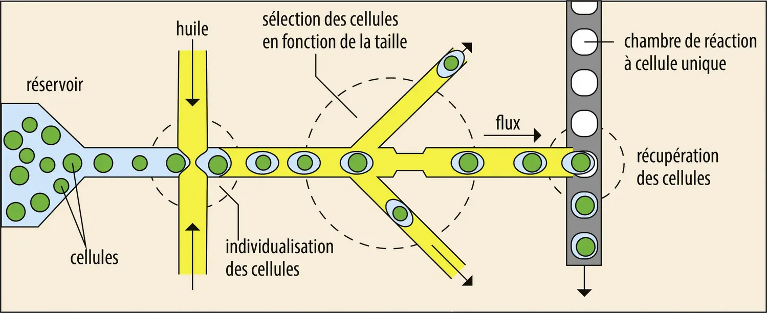 Préparation de cellules isolées pour l’étude de leurs acides nucléiques