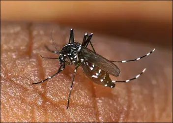 Moustique <em>Aedes albopictus</em> - crédits : Imaz Press/ Gamma-Rapho/ Getty Images