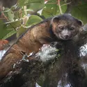 Olinguito - crédits : Mark Gurney/ Smithsonian Institution