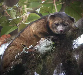 Olinguito - crédits : Mark Gurney/ Smithsonian Institution