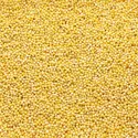 Grains de millets
 - crédits : Studio 72/ Shutterstock