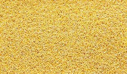 Grains de millets
 - crédits : Studio 72/ Shutterstock