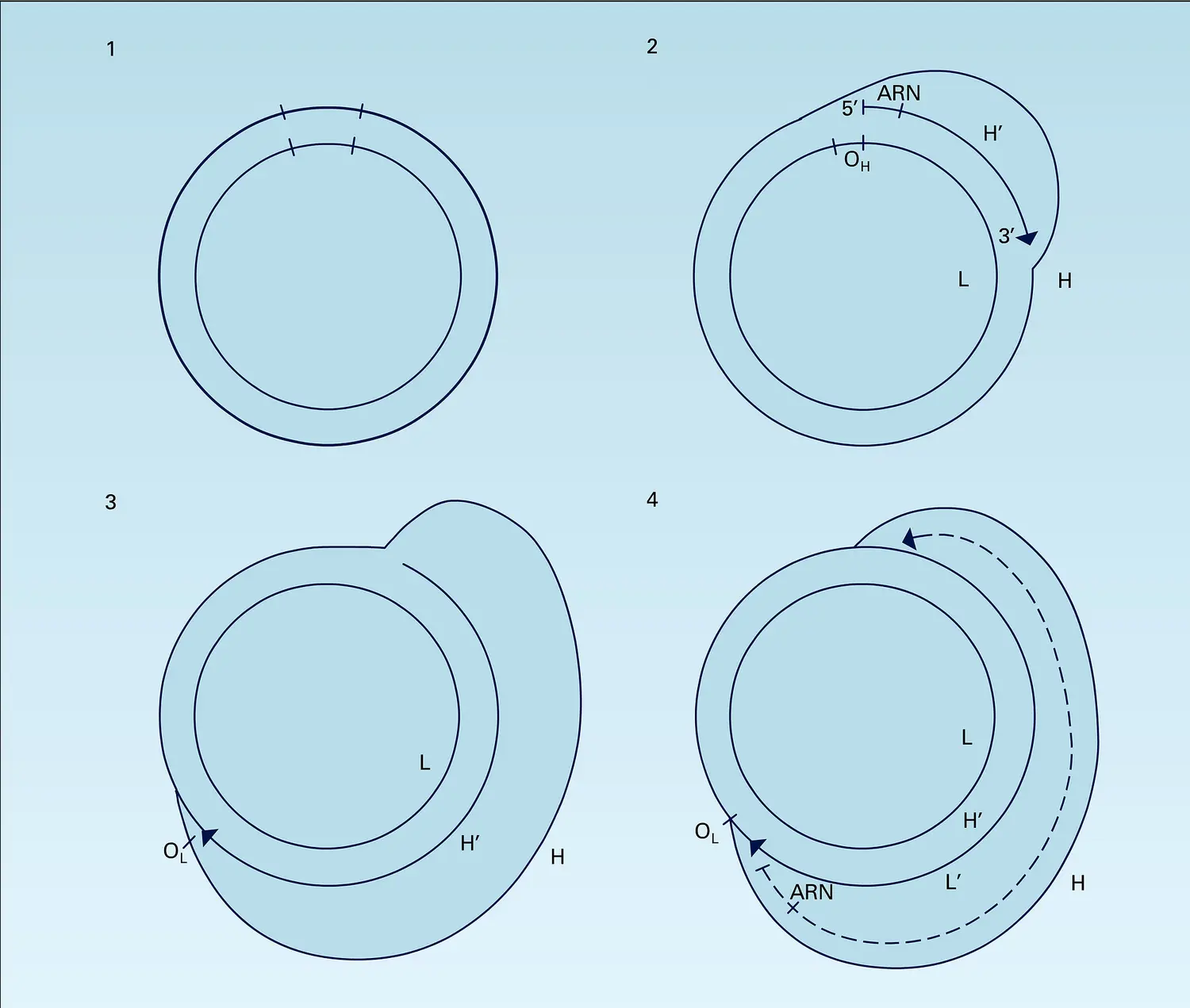 Molécule d'ADN : réplication