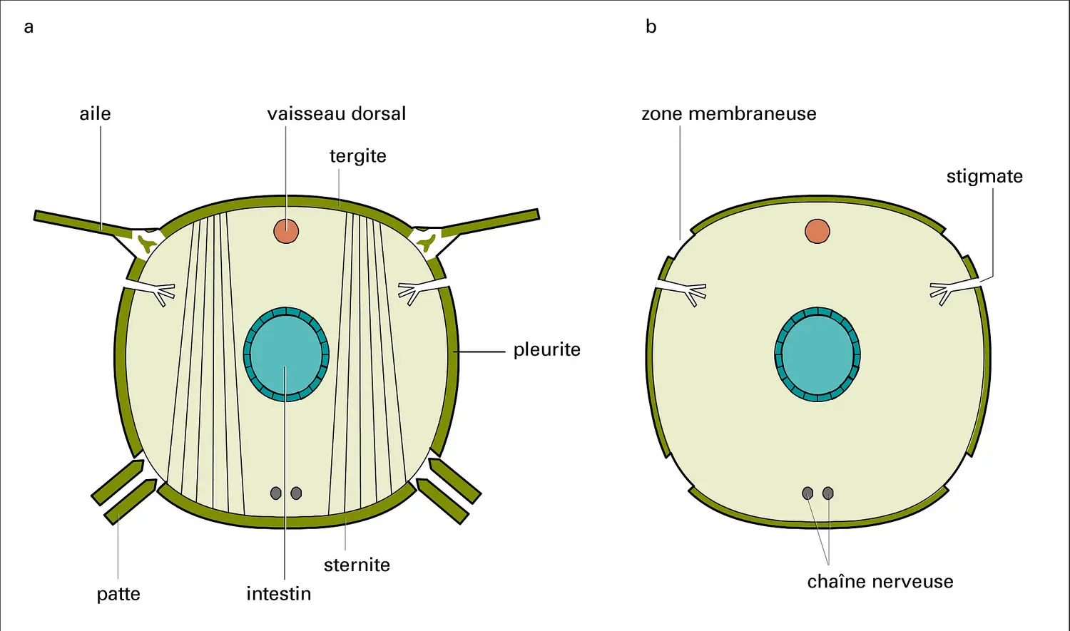 Somites thoracique et abdominal