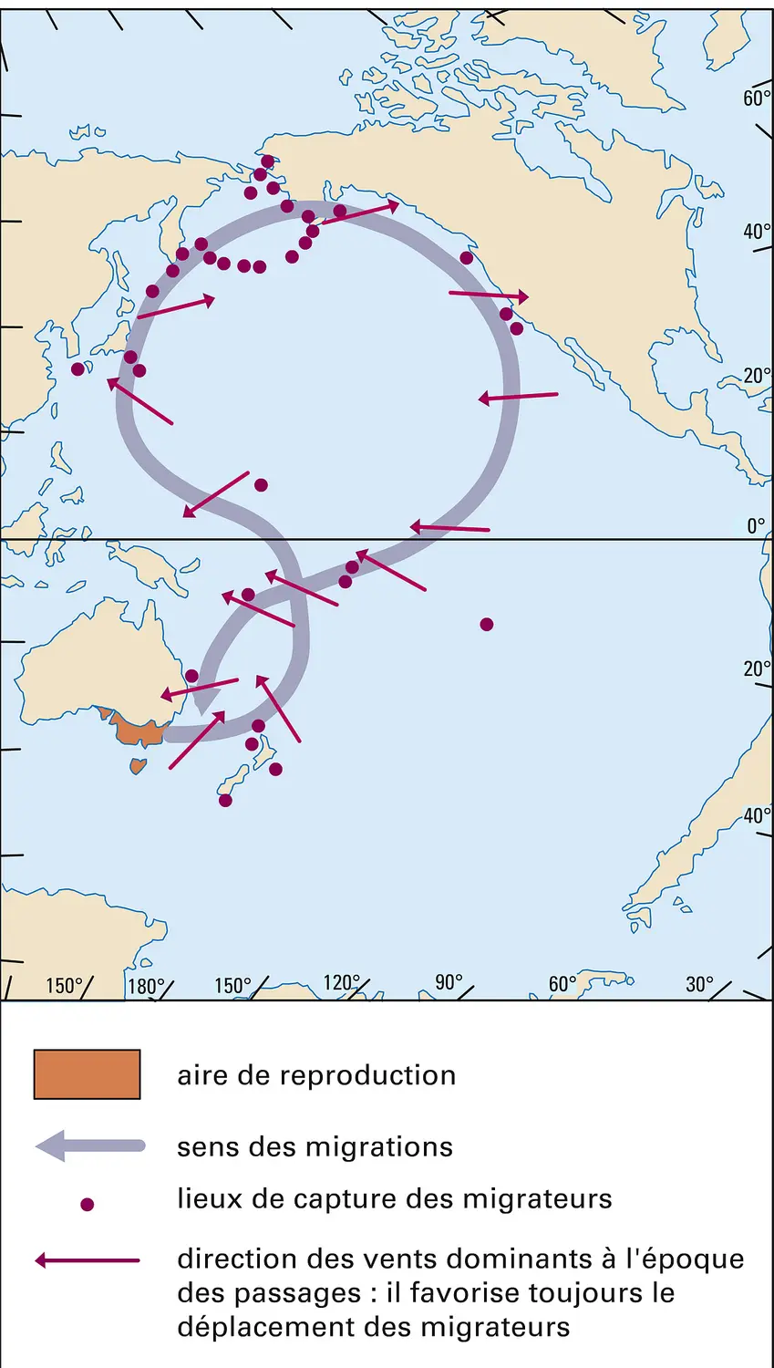 Migrations du pétrel à bec grêle