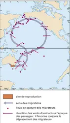 Migrations du pétrel à bec grêle - crédits : Encyclopædia Universalis France