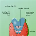 Thyroïde et parathyroïdes - crédits : Encyclopædia Universalis France