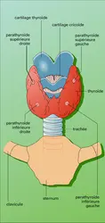 Thyroïde et parathyroïdes - crédits : Encyclopædia Universalis France