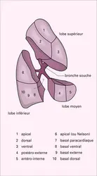 Poumon droit : segmentation - crédits : Encyclopædia Universalis France