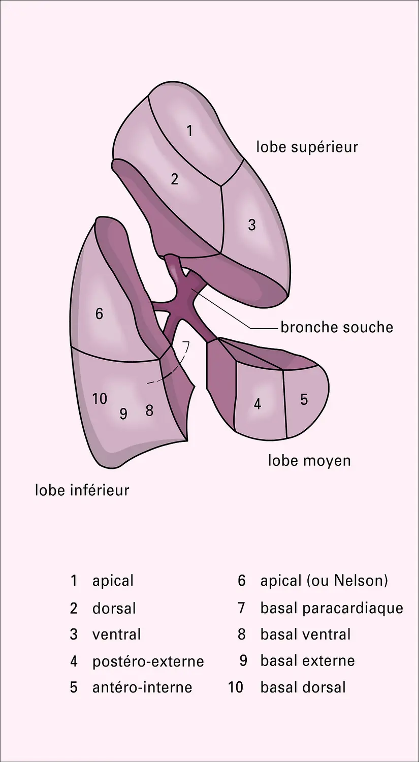 Poumon droit : segmentation