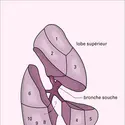 Poumon droit : segmentation - crédits : Encyclopædia Universalis France