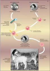 Clonage : la brebis Dolly - crédits : Encyclopædia Universalis France