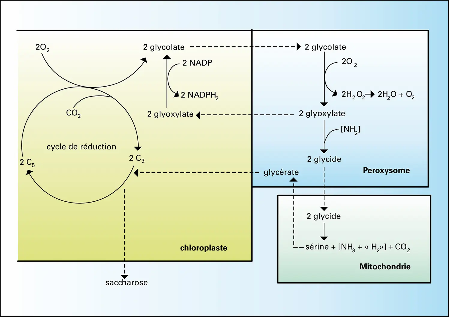 Cycles de la photorespiration