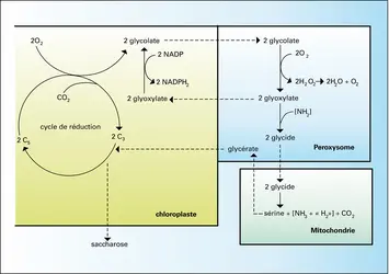 Cycles de la photorespiration - crédits : Encyclopædia Universalis France