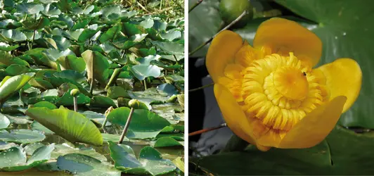Nénuphar jaune : plante et fleur - crédits : Hervé Sauquet