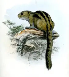 Écureuil de Gambie (<em>Funisciurus isabella</em>) - crédits : History and Art Collection/ Alamy/ Hemis