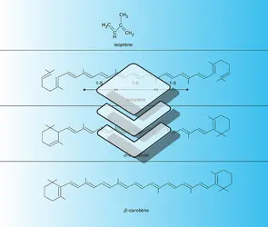 Caroténoïdes - crédits : Encyclopædia Universalis France
