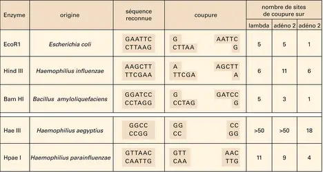 Enzymes de restriction - crédits : Encyclopædia Universalis France