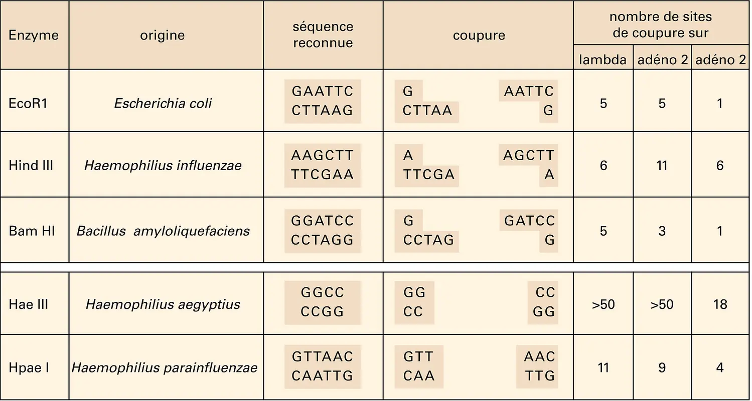 Enzymes de restriction